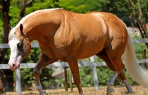 Pop Gun Horse é vendido a R$ 80.000 por parcela
