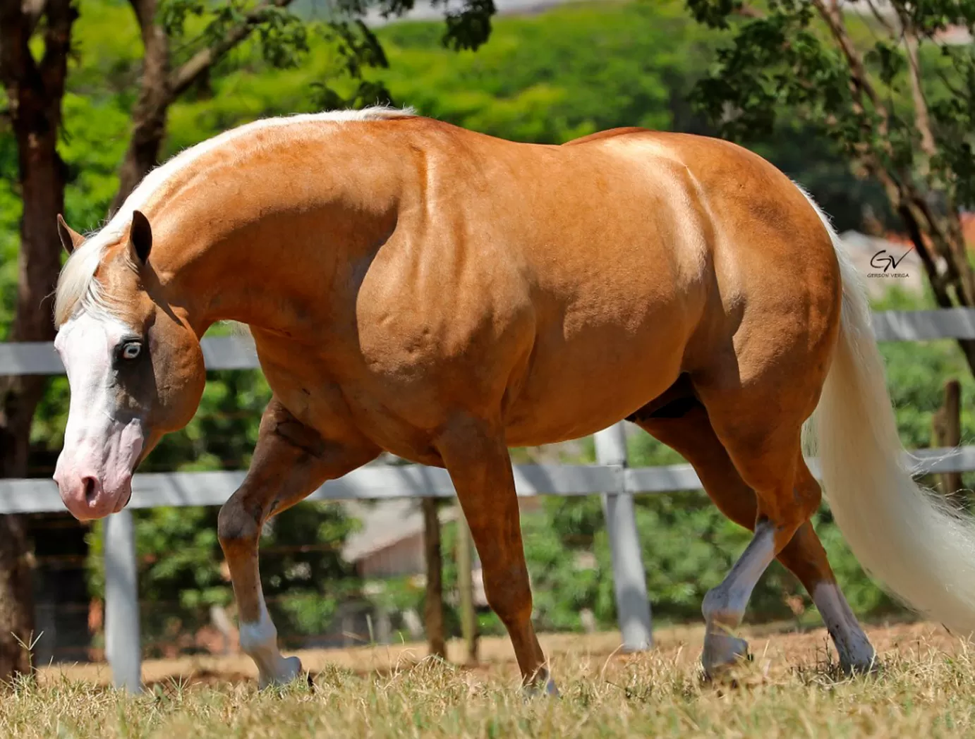 Pop Gun Horse é vendido a R$ 80.000 por parcela