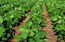 Mercado de biodefensivos cresce 18%, para R$ 4,35 bilhões na safra 2024-25, aponta levantamento da Kynetec Brasil