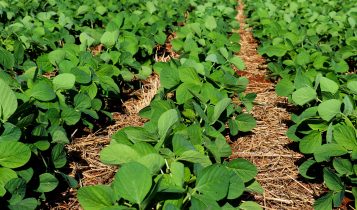 Mercado de biodefensivos cresce 18%, para R$ 4,35 bilhões na safra 2024-25, aponta levantamento da Kynetec Brasil