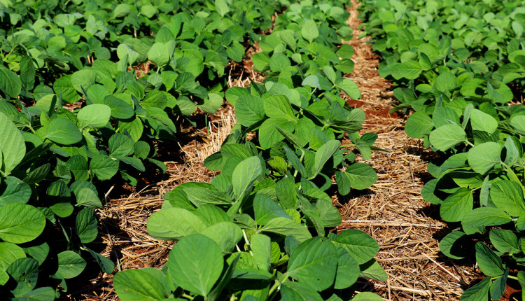 Saiba como biodefensivos unem sustentabilidade e produtividade para a soja