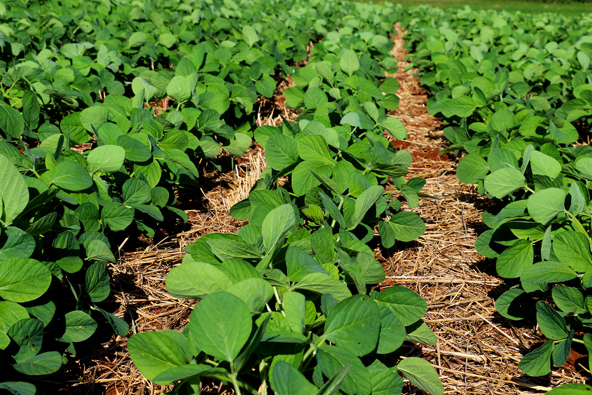 Saiba como biodefensivos unem sustentabilidade e produtividade para a soja