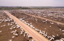 Confinamento: conheça os segredos dos maiores e mais lucrativos