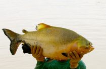 tambaqui