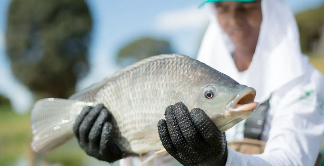 tilapia peixe de cultivo