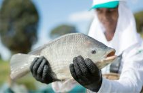 tilapia peixe de cultivo