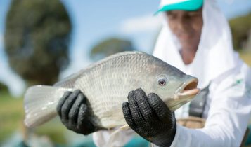 tilapia peixe de cultivo