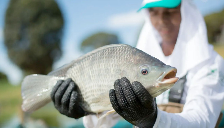 tilapia peixe de cultivo