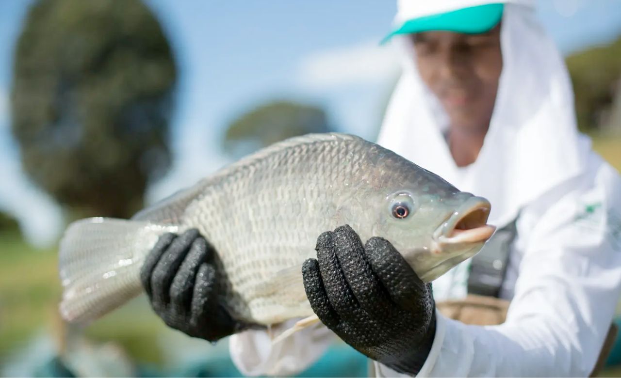 tilapia peixe de cultivo