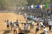 torneio de Mahanandi - Andhra Pradesh - Ongole Nelore 1