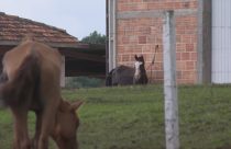 Polícia encontra quase 50 cavalos debilitados em propriedade rural no Paraná