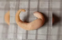 Galinha bota ovo em formato incomum e intriga moradores; Veja
