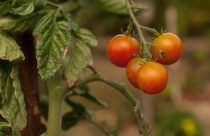 Prevenção contra mosca-branca é essencial para manter números expressivos na produção de tomate
