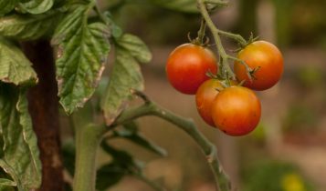Prevenção contra mosca-branca é essencial para manter números expressivos na produção de tomate