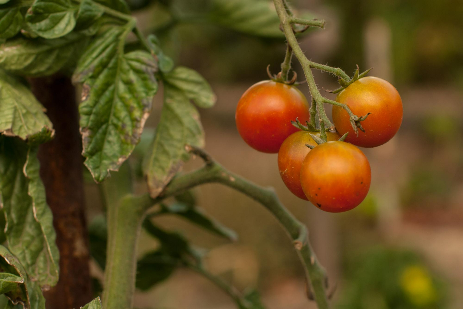 Prevenção contra mosca-branca é essencial para manter números expressivos na produção de tomate