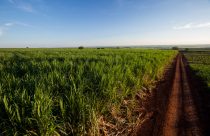 Controle de plantas daninhas e custo de produção norteiam produção de cana-de-açúcar em 2025