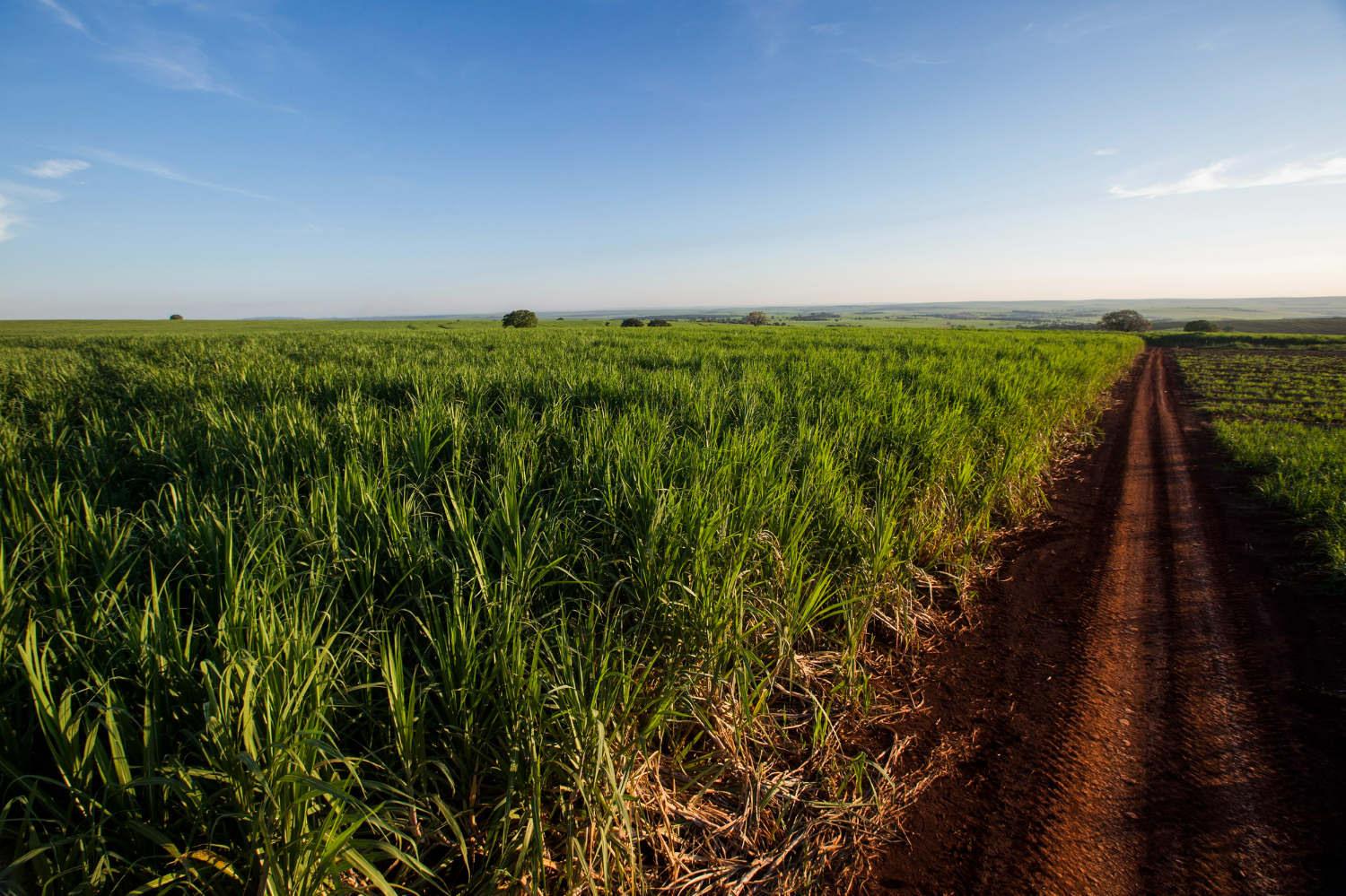 Controle de plantas daninhas e custo de produção norteiam produção de cana-de-açúcar em 2025