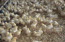 Alerta nos EUA: gripe aviária avança e ameaça indústria avícola em Iowa