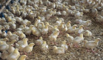 Alerta nos EUA: gripe aviária avança e ameaça indústria avícola em Iowa