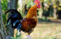 Raro: Galos que botam ovos são descobertos e intriga produtores e cientistas