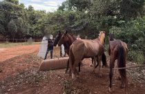Empresário envolvido em abate ilegal de cavalos se entrega à polícia em Anápolis