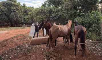 Empresário envolvido em abate ilegal de cavalos se entrega à polícia em Anápolis
