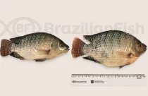 Empresa cria “super tilápia” geneticamente editada e revoluciona mercado