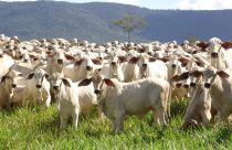 Bezerro tem alta de 26% e deve continuar subindo, aponta Emater-MG