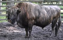 Conheça um dos maiores “bovinos” do mundo, o Beefalo, um híbrido de bisão e gado doméstico