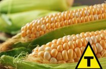 Congresso de México proíbe cultivo de milho transgênico