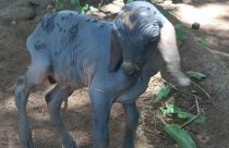 Cabrito nasce sem pelos e chama a atenção no interior do RN