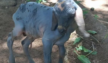 Cabrito nasce sem pelos e chama a atenção no interior do RN