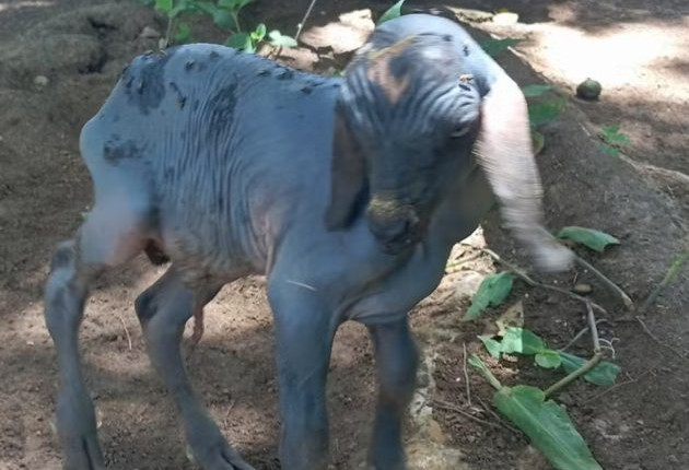 Cabrito nasce sem pelos e chama a atenção no interior do RN