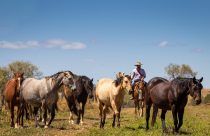 Cavalos - Haras - Coudelaria fotao