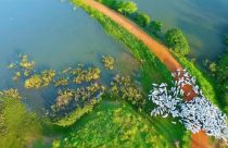Fazenda Vera Cruz no Mato Grosso - Nelore