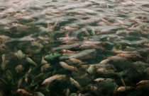 Fider Pescados participa do Seafood Expo North America para expandir mercado e fortalecer conexões comerciais nos EUA