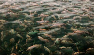 Fider Pescados participa do Seafood Expo North America para expandir mercado e fortalecer conexões comerciais nos EUA