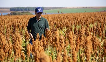 Sorgo tem potencial para ser muito mais que um "plano B" na estratégia dos produtores