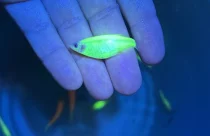 Megaoperação do IBAMA apreende 58.000 peixes geneticamente modificados