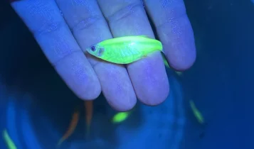 Megaoperação do IBAMA apreende 58.000 peixes geneticamente modificados