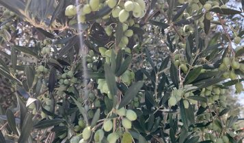 Olivicultores brasileiros vão ao Mapa exigir compensação por isenção fiscal ao azeite importado