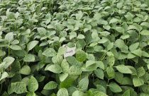 Elicit Plant reforça presença no campo com visitas a áreas experimentais e agricultores