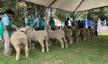 Feiras de verão se destacam por genética de excelência e comercialização de ovinos