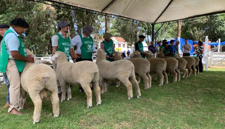 Feiras de verão se destacam por genética de excelência e comercialização de ovinos