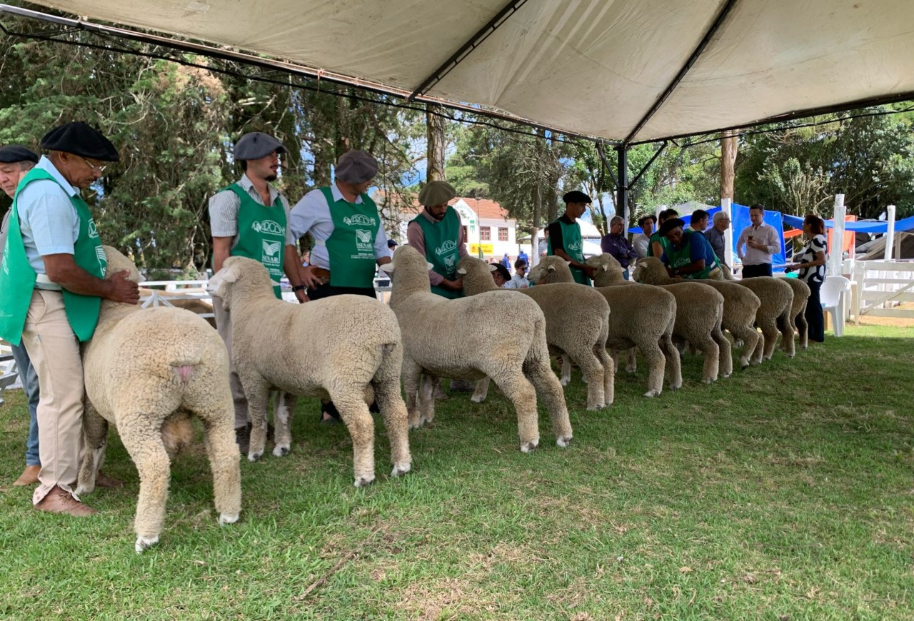 Feiras de verão se destacam por genética de excelência e comercialização de ovinos