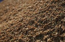 Federarroz avalia como sucesso os leilões da Conab para escoamento do arroz safra 2024/2025