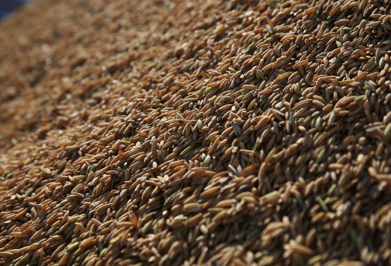 Colheita do arroz avança no Rio Grande do Sul mas preços preocupam produtores