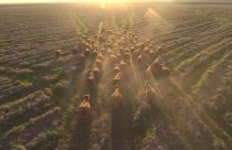 Fazenda Espinilho abre gira técnica do Mundial Braford