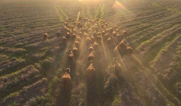 Fazenda Espinilho abre gira técnica do Mundial Braford