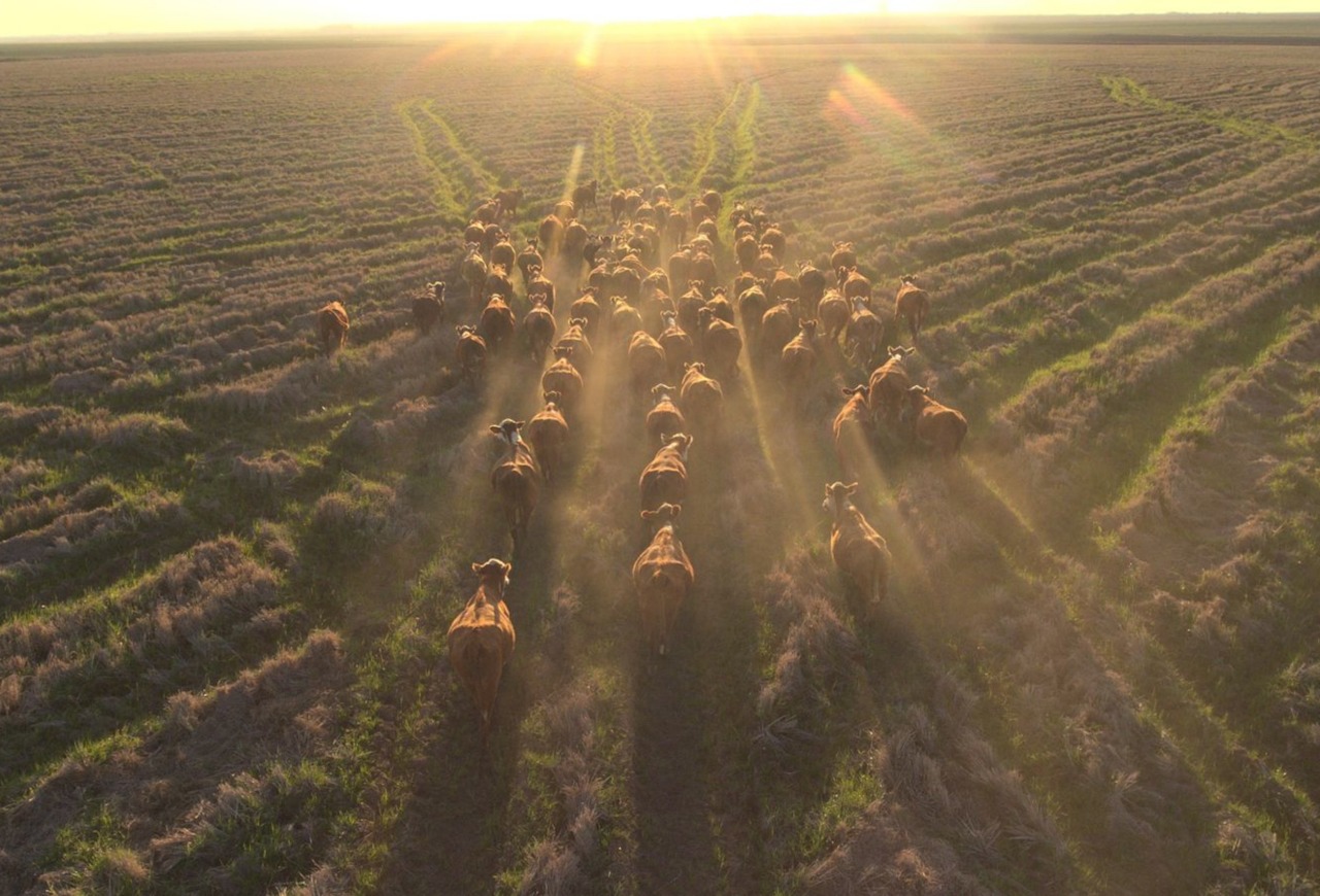 Fazenda Espinilho abre gira técnica do Mundial Braford